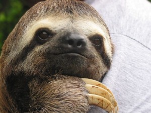 Create meme: claws of the sloth, funny sloths, sloth