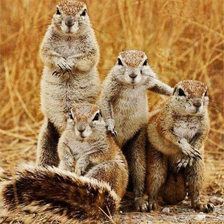 Create meme: animals funny, california ground squirrel, gopher animal