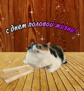 Создать мем: смешные открытки, кошки, кот