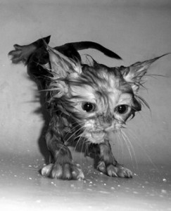 Создать мем: кот, помыть кота, wet cat