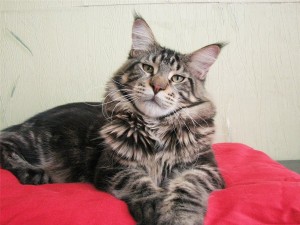 Create meme: coon, kittens the Maine Coon, maine coon