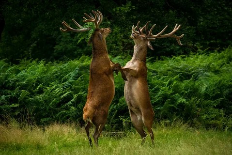 Create meme: funny animal, red deer raisin, red deer