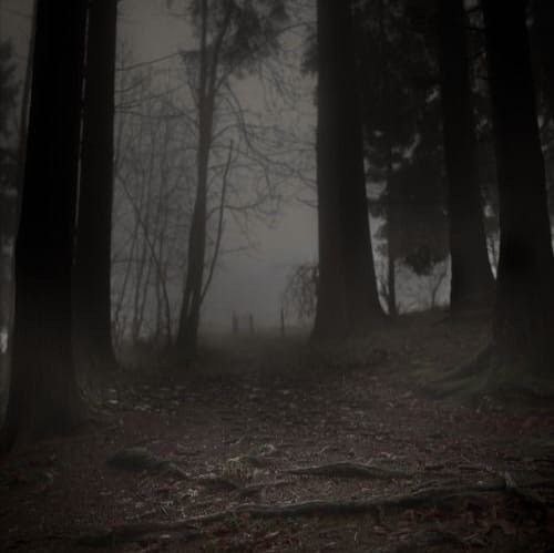 Create meme: the forest is dark and scary, Dark forest, gloomy paradise