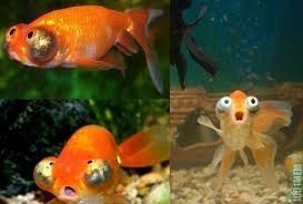Создать мем: аквариумная рыбка телескоп звездочет, золотая рыбка, рыбка телескоп