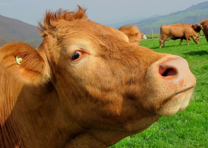 Создать мем: корова красная, крупный рогатый скот, бык корова