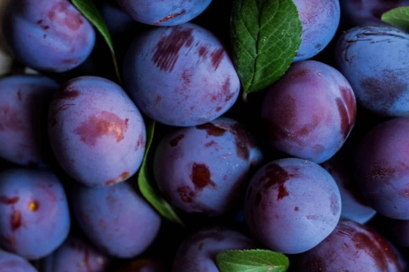 Create meme: plum varieties, plum prunes, plum blue