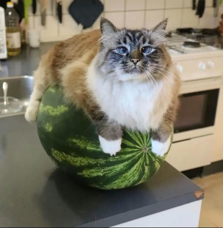 Create meme: kitten and a watermelon, watermelon , cat eats watermelon