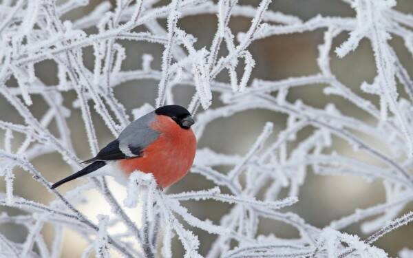 Create meme: bird bullfinch, bullfinch is a wintering bird, bullfinches in winter