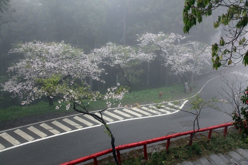 Создать мем: цветение сакуры, домашнее растение, sakura