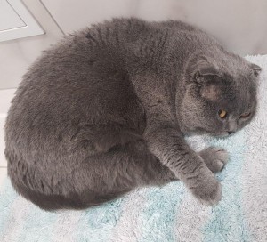 Create meme: British Shorthair, Scottish fold cat, Scottish fold cat blue