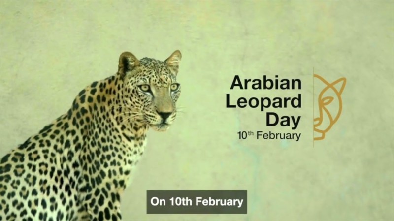 Create meme: leopard , leopard , Arabian leopard