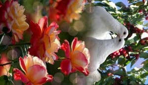 Создать мем: красивые цветы, птица любви, красивые птицы на цветах