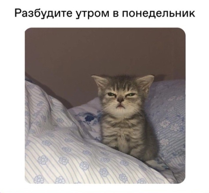 Create meme: A disgruntled kitten, sleepy kitten, the cat is sleepy