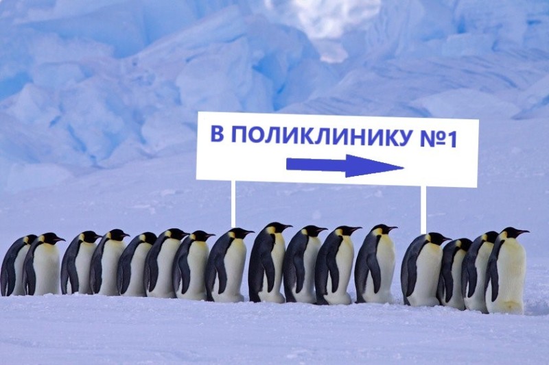 Create meme: penguin migration in Antarctica, north pole penguins, Antarctica 