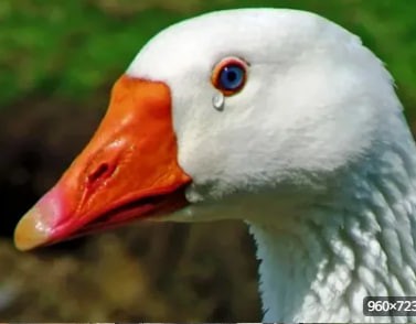 Create meme: sad goose, Geese beak, goose head