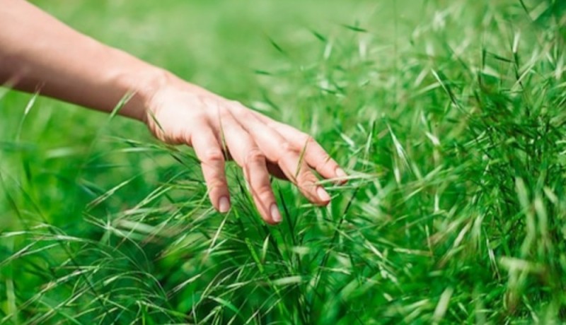 Create meme: touching the grass, A hand touches the grass, Touch the grass