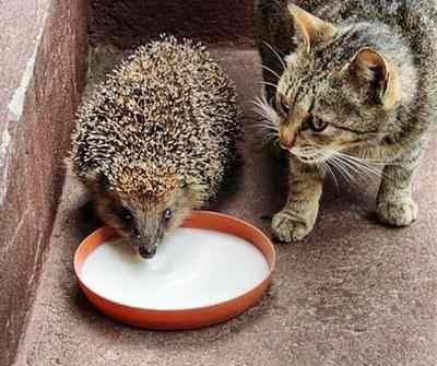 Create meme: the hedgehog drinks milk, hedgehog , hedgehogs and hedgehogs