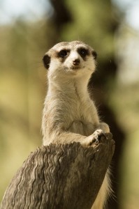Create meme: cute meerkats, meerkat animal, meerkat white