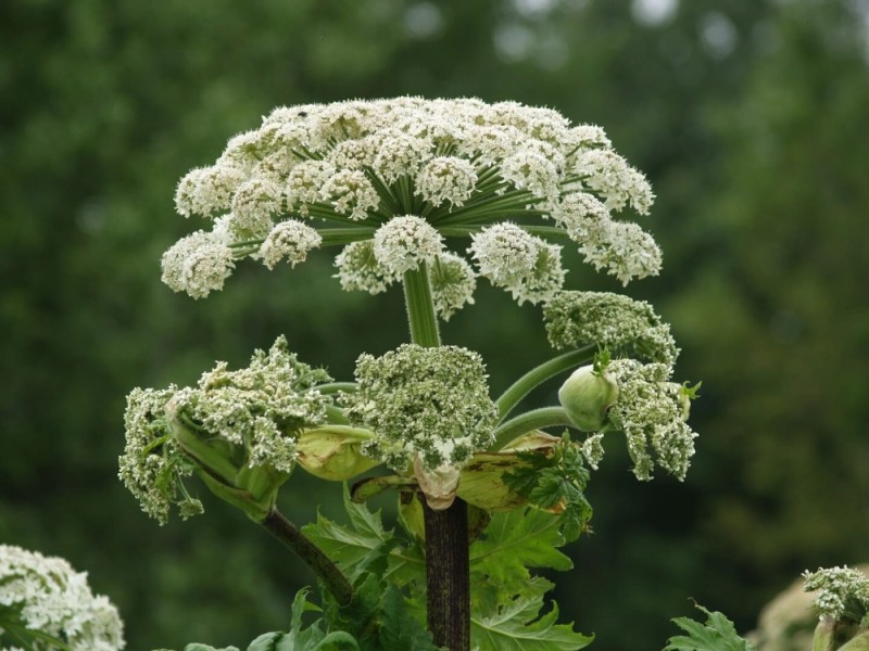 Create meme: Hogweed, cow parsnip Sosnowski, the plant is Hogweed