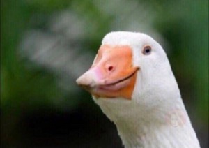 Create meme: meme goose, tricky duck, evil goose