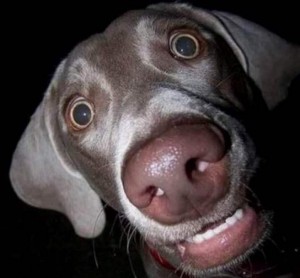 Create meme: funny dog, The Weimaraner