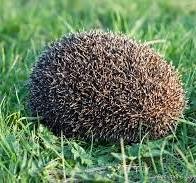 Create meme: prickly hedgehog, wild hedgehog, big hedgehog