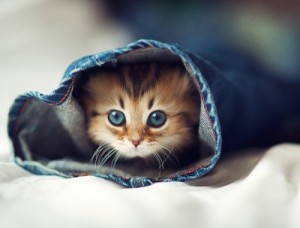 Create meme: cute animal, cute cat, kitten