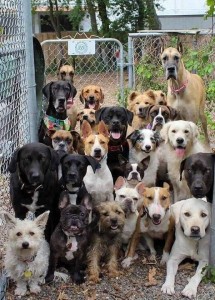 Создать мем: фотографии собак одноклассники, много собак на одном фото, много собак. очень много собак