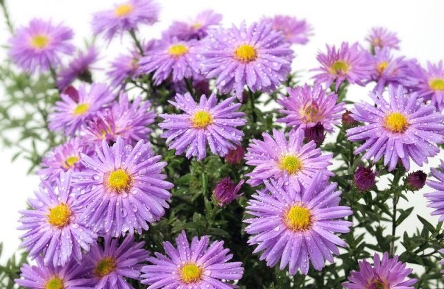 Create meme: Astra Alpine September, aster perennial, Astra santbrink years