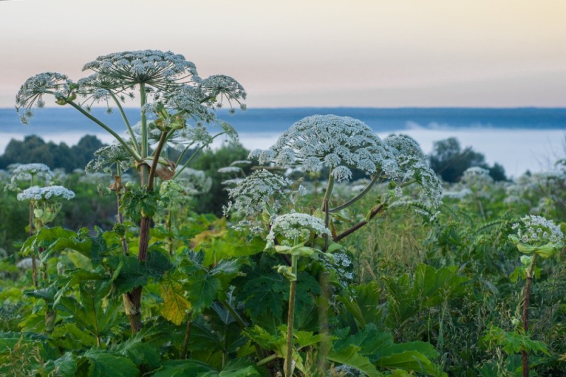 Create meme: cow parsnip Sosnowski, Hogweed, the plant is Hogweed