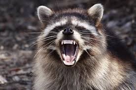 Create meme: evil raccoon a gargle, raccoon, rabid raccoon