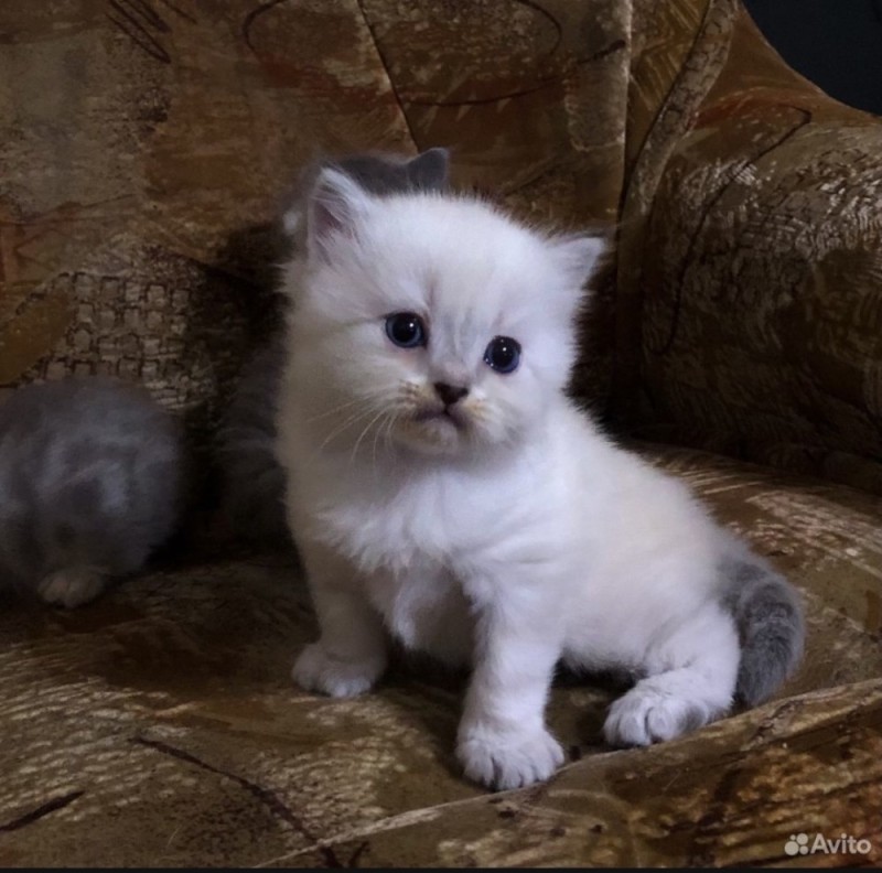 Create meme: persian silver chinchilla, silver chinchilla kitten, silver chinchilla Scottish