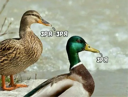 Create meme: wild mallard duck, Mallard duck , duck mallard drake