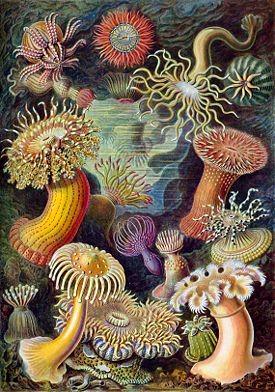 Create meme: Ernst Haeckel the beauty of forms in nature, coral polyps of anemone, coral polyps are representatives of