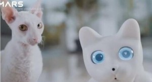 Create meme: khao manee cat, white cat, kao Mani