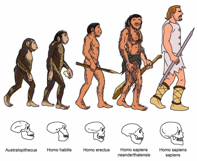 Создать мем: таблица этапы эволюции человека австралопитек человек умелый, homo sapiens человек разумный, дальнейшая эволюция человека
