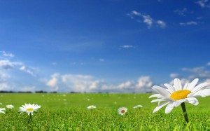 Create meme: background the field of daisies