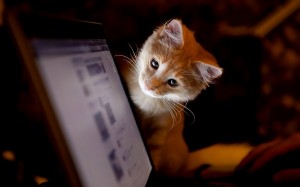 Create meme: a kitten at the computer, red cat, cat