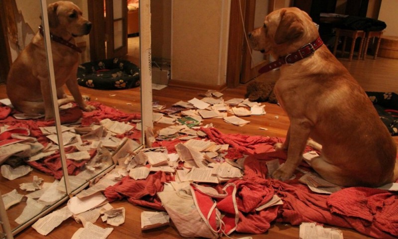 Create meme: dog, a dog in the apartment , labrador in the apartment