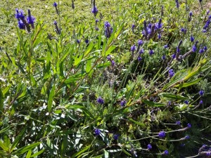 Create meme: pictures of Veronica gray in the desert, Astragalus, lavandula