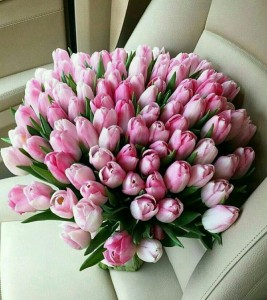 Create meme: tulips pink, tulips