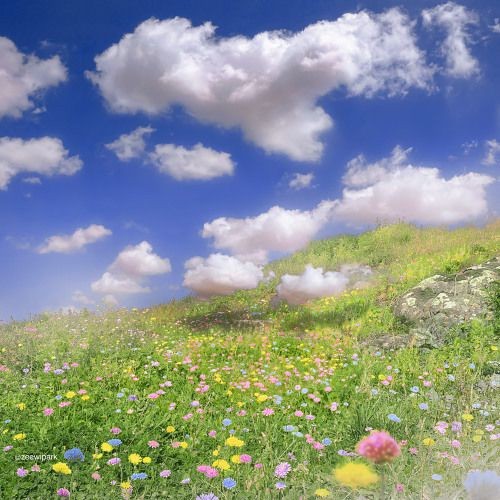 Create meme: wildflowers , a field of flowers, a cloud of flowers