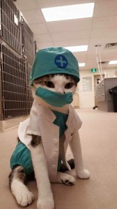 Создать мем: кошка в медицинской маске, кот медик, кот в медицинской одежде