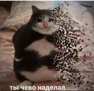 Создать мем: кошачьи, кошки, кот