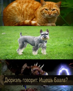 Create meme: red cat, cat big, cat red