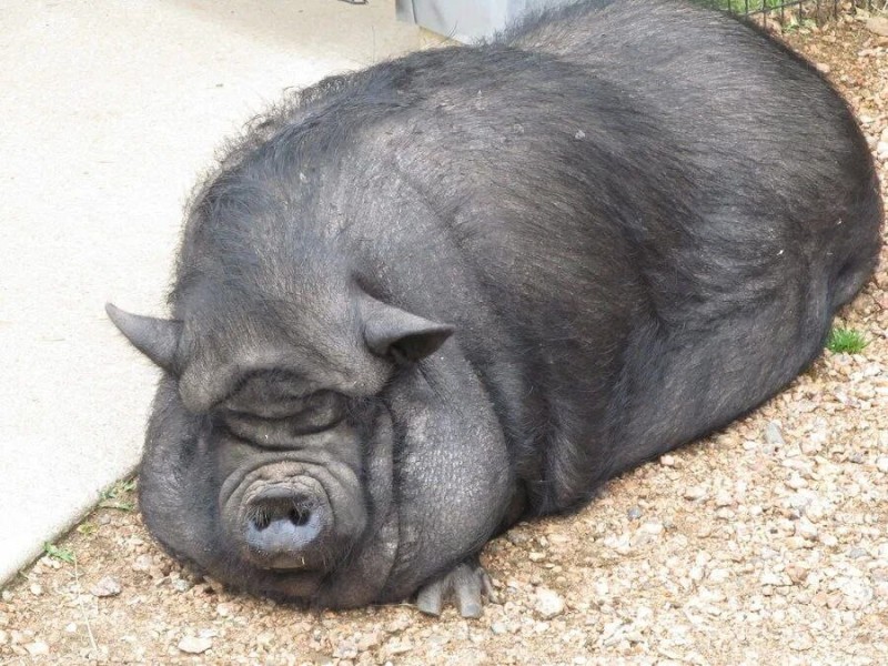 Create meme: Lacombe is a breed of pig, boar boar boar pig, vietnamese breed of pigs