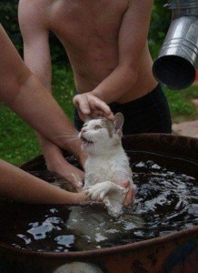 Создать мем: эти забавные животные, кот в тазике с водой, смешные кошки