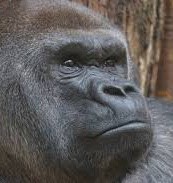 Create meme: face gorilla photo, gorilla harambe, gorilla photo