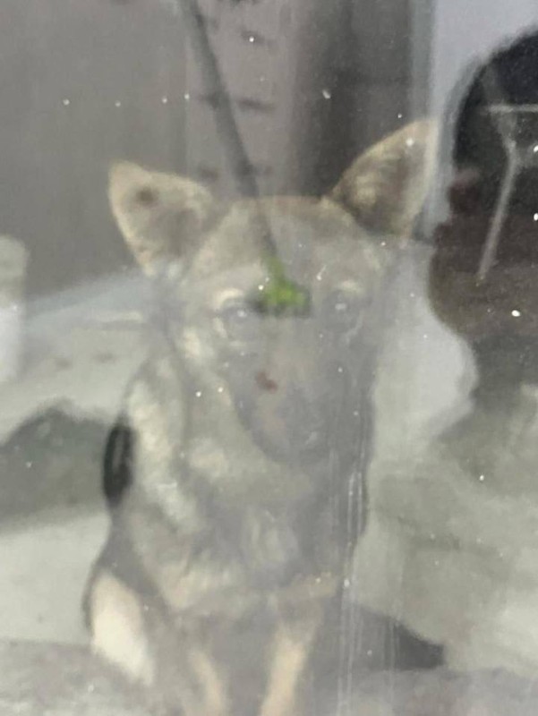 Create meme: The dog behind the glass, male dog, animals 