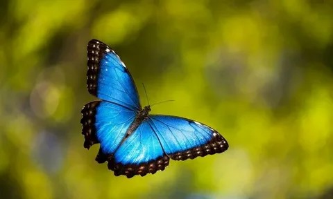 Create meme: butterfly blue morpho, blue morpho butterfly, morpho peleid butterfly